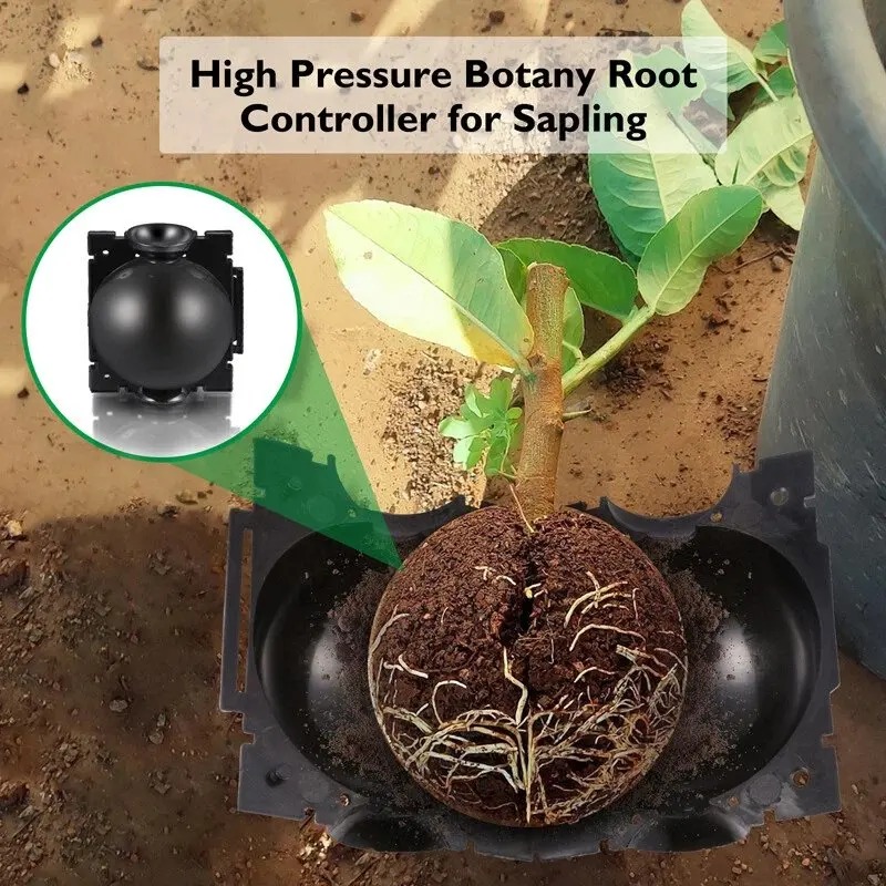 5/30Pcs Plant Rooting Ball Gra - Plant Parent ulasan dan harga
