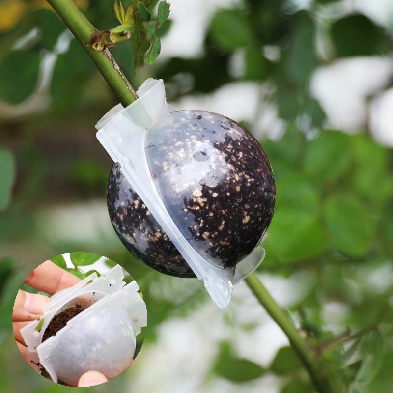 5/30Pcs Plant Rooting Ball Gra - Plant Parent ulasan dan harga