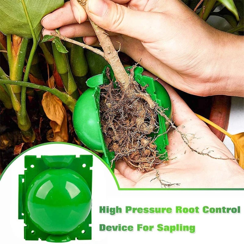 5/30Pcs Plant Rooting Ball Gra - Plant Parent ulasan dan harga