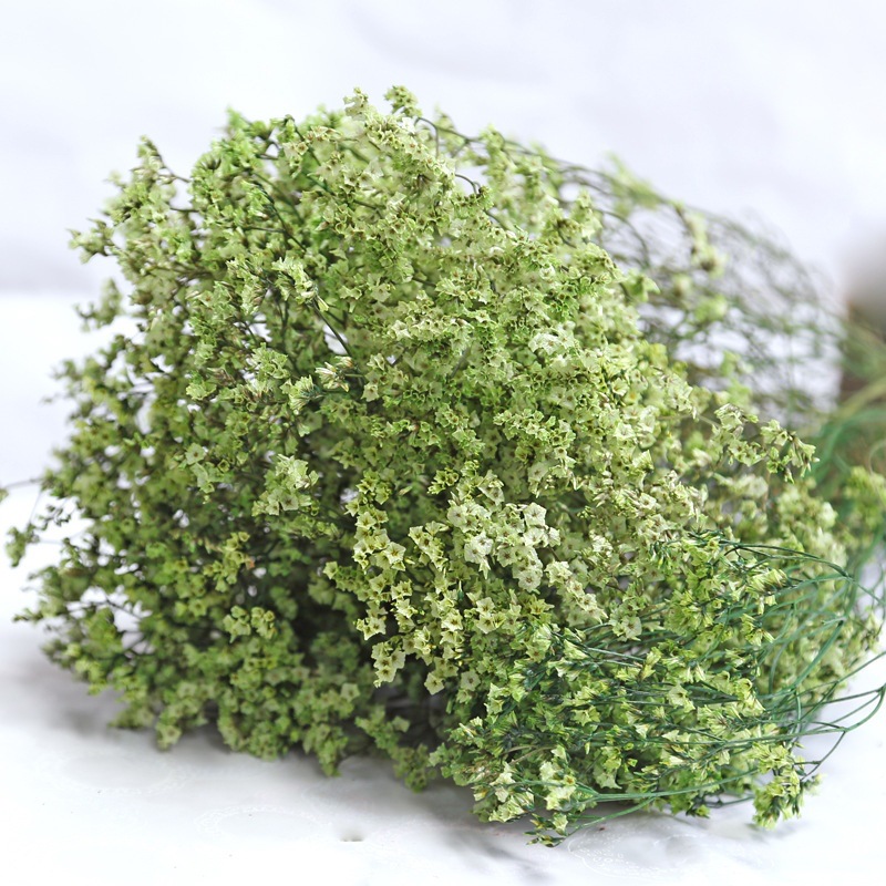 Natural Fresh Dried Preserved  - Plant Parent Gifts ulasan dan harga