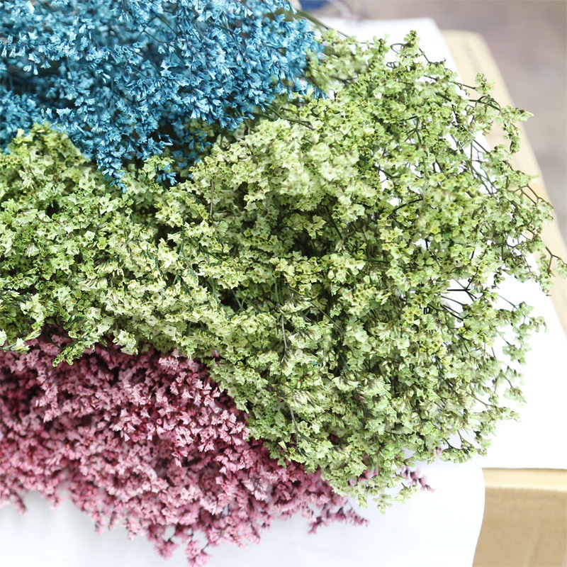 Natural Fresh Dried Preserved  - Plant Parent Gifts ulasan dan harga