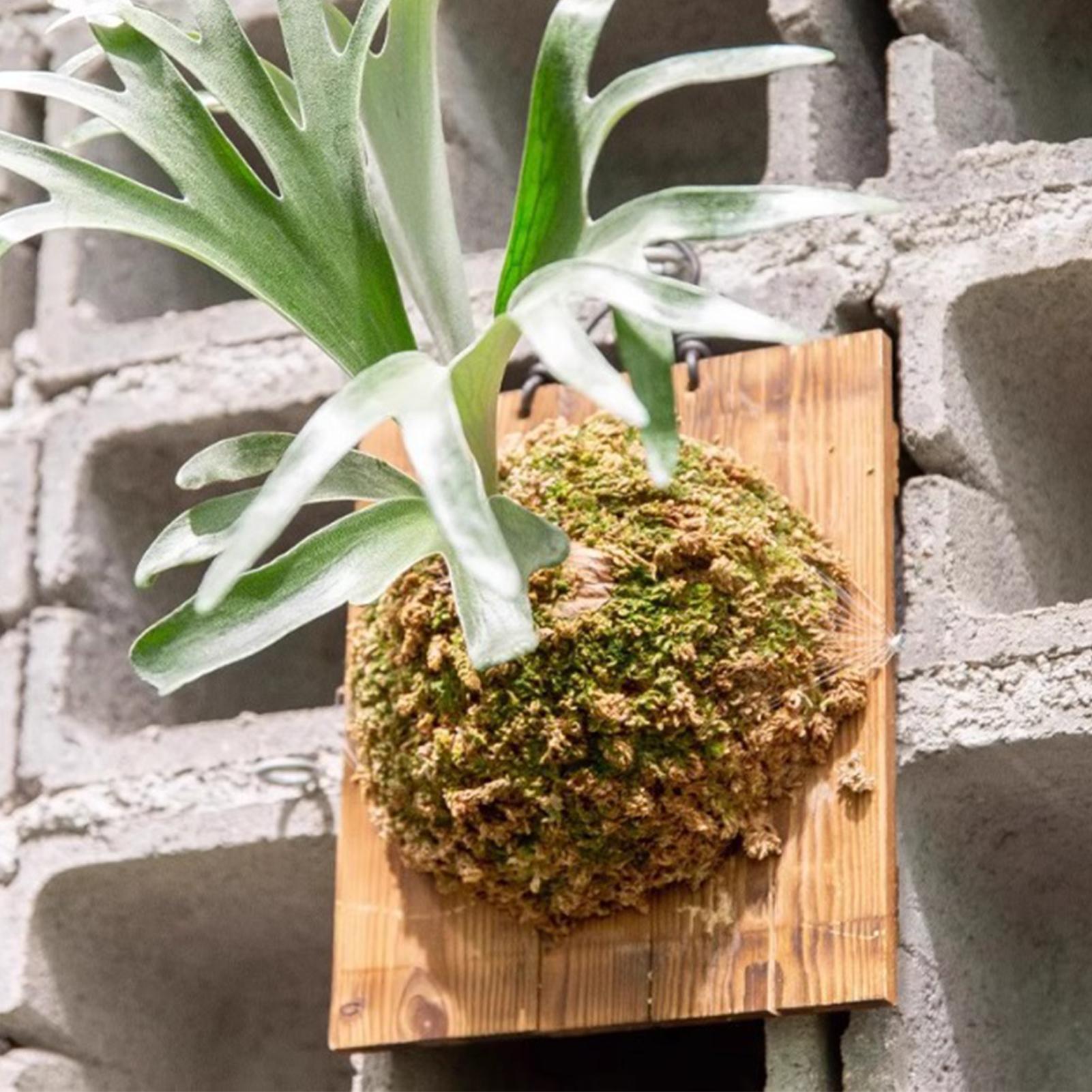 1Pcs Indoor Wood Staghorn Fern - Plant Parent ulasan dan harga