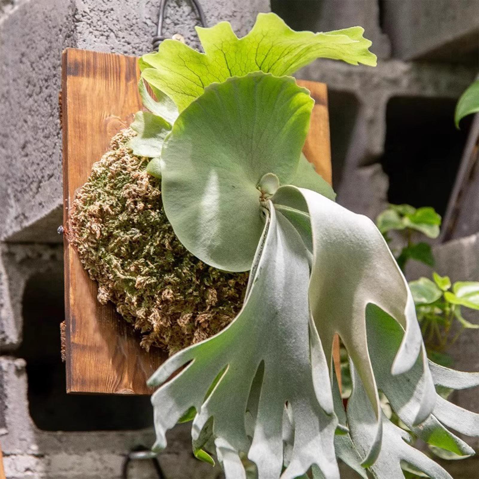 1Pcs Indoor Wood Staghorn Fern - Plant Parent ulasan dan harga
