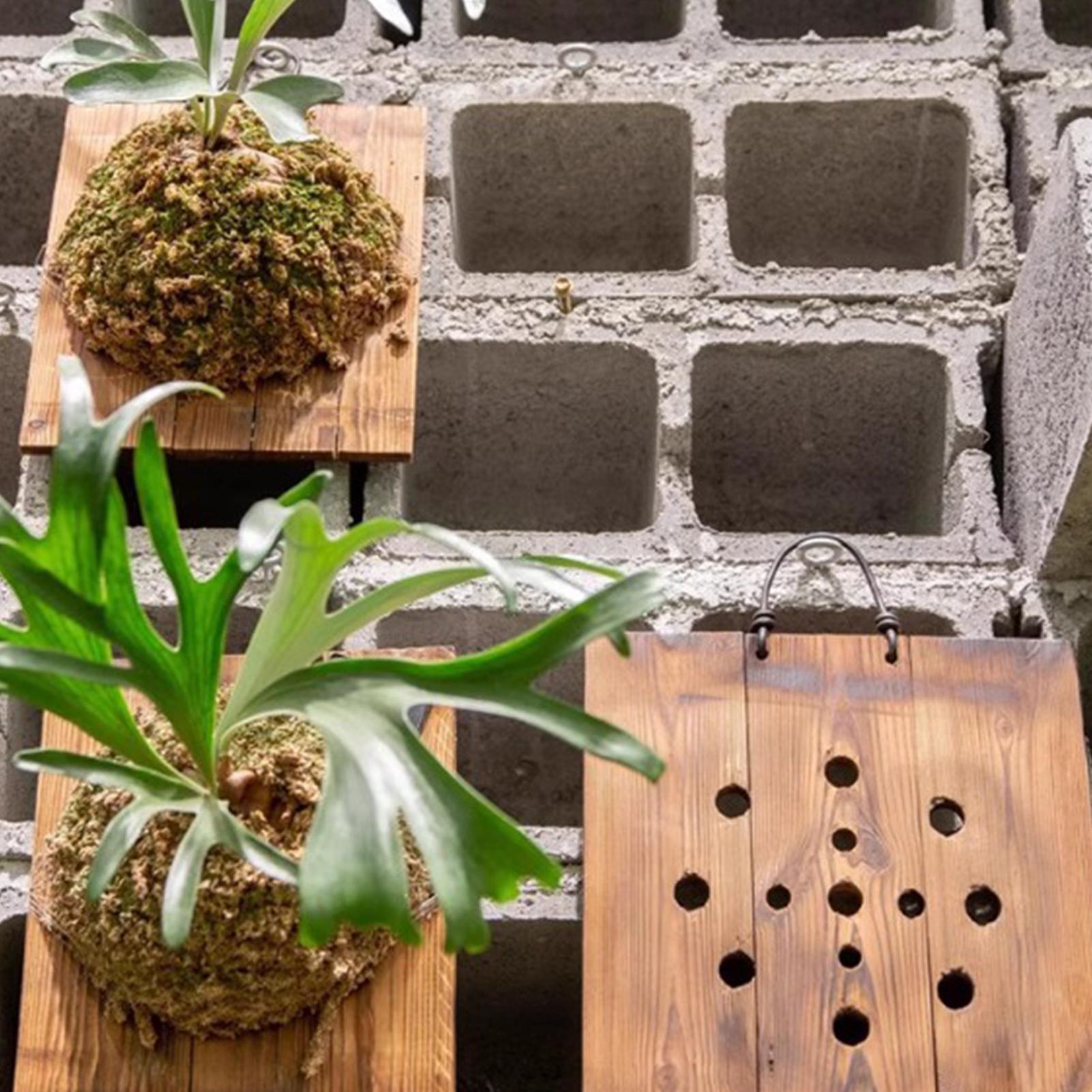 1Pcs Indoor Wood Staghorn Fern - Plant Parent ulasan dan harga
