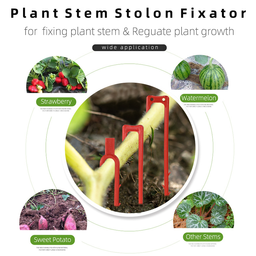 20-50PCS Strawberry Planting F - Plant Parent ulasan dan harga